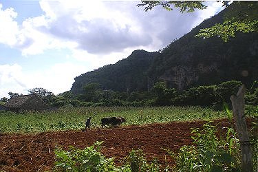 Labrador en el Valle de Vi&ntilde;ales